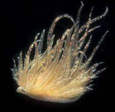 Day 22- Cumanotus beaumonti