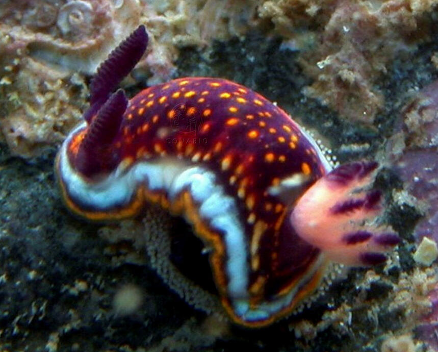 Day 17- Mexichromis tura