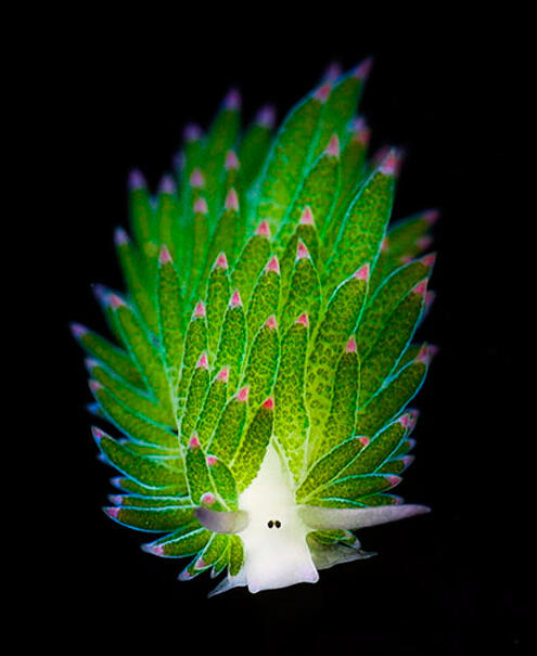 Day 5- Costasiella kuroshimae