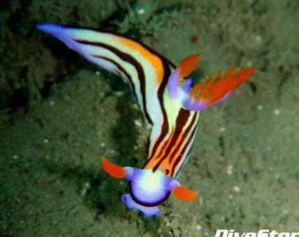 Day 10- Nembrotha aurea