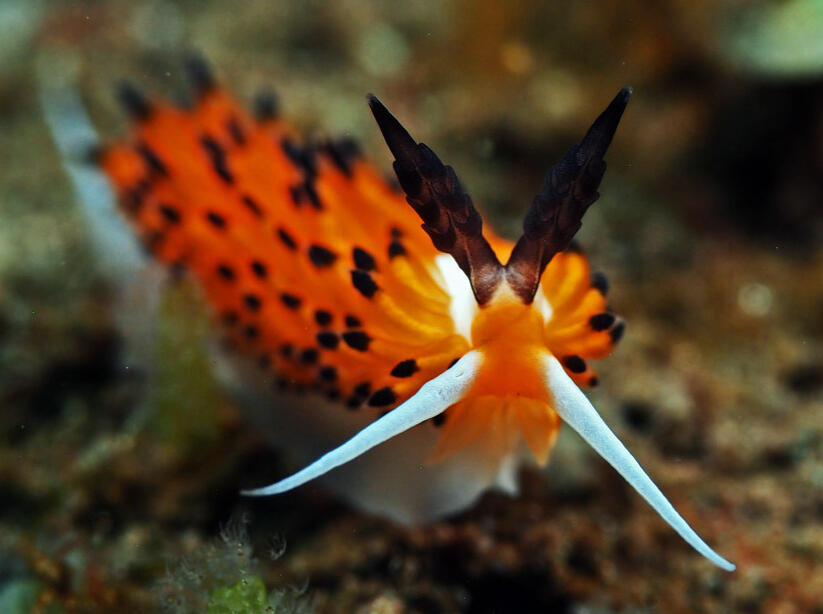 Day 11- Favorinus tsuruganus