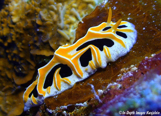 Day 15- Reticulidia fungia