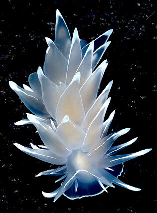 Day 18- Dirona albolineata