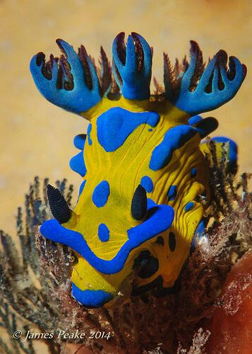 Day 6- Tambja verconis