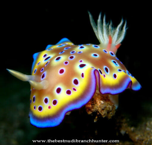 Day 4- Chromodoris kuniei