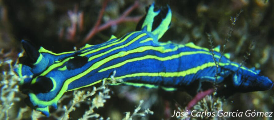 Day 16- Tambja ceutae