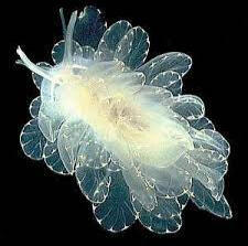 Day 2 - Cyerce elegans