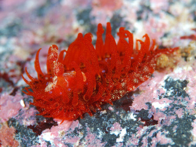 Day 21- Madrella sanguinea