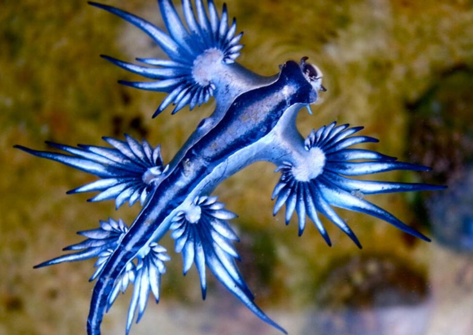Day 14- Glaucus atlanticus