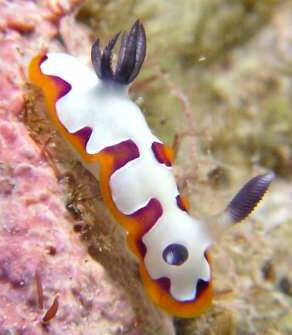 Day 13- Chromodoris fidelis