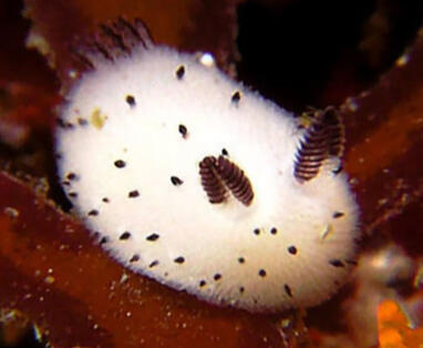 Day 8- Jorunna parva