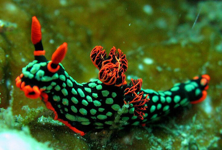 Day 24- Nembrotha kubaryana