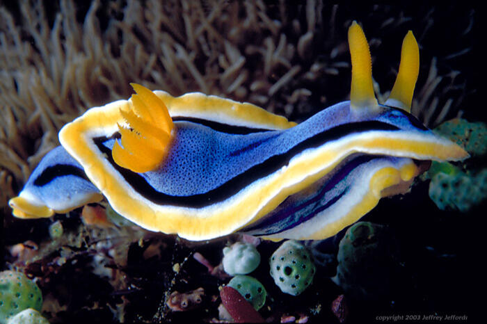 Day 1 - Chromodoris Annae