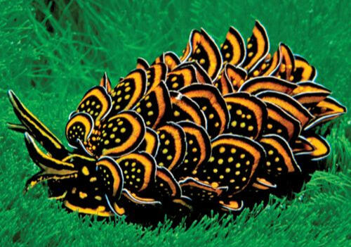 Day 9- Cyerce nigricans