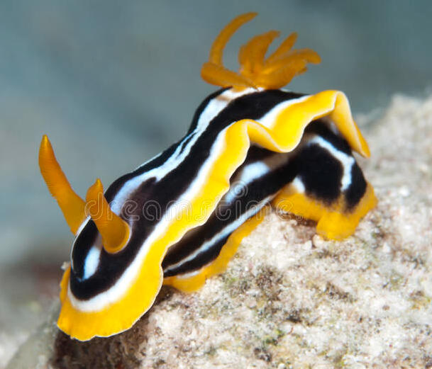 Day 7- Chromodoris africana