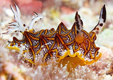 Day 20- Halgerda tessellata